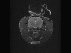 Rat MRI - NTSC Stock Footage