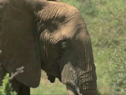 African Bush Elephant (Loxodonta africana) close up head, Kenya, Africa Stock Footage