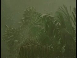 MS Rainforest palm fronds in heavy wind and rain, South America Stock Footage