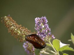 CU SLO MO Shot of Queen, orange butterfly flying away from purple flower after feeding / Santa Barbara, California, United States Stock Footage