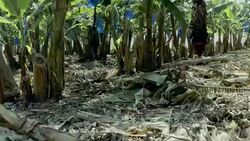Banana plantation. Burgeon on the tree Stock Footage