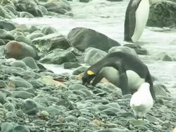 CU, King penguins (Aptenodytes patagonicus) on pebbled beach, South Georgia Island, Falkland Islands, British overseas territory Stock Footage