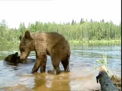 Brown bear (Ursus arctos) walking into camera as it leaves lake, Russia Stock Footage
