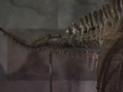 Diplodocus skeleton 'Misty' sold at auction News Clip