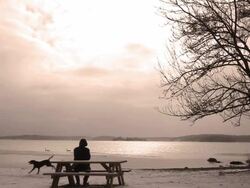 Man And Dog  on The Beach Stock Footage