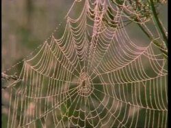 CU dewy spider web catches sun, England, UK Stock Footage