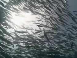 MS View of Schooling big eye jackfish / Palau, Micronesia, Palau  Stock Footage