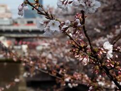 Cherry Blossoms and Train Stock Footage