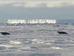 WS Adult penguins sliding on belly / EkstrÃƒÂ¶m Ice Shelf,Atka Iceport Emperor Penguin Colony,  Queen Maud land, Antarctica Stock Footage