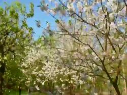 Blooming trees in the orchard Stock Footage