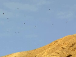 MS Shot of Steppe Buzzards (Buteo Buteo vulpinus) and Black kite (milvus migrans)  thermalling on migration / Eilat mountains / Eilat, Negev Desert, Israel Stock Footage