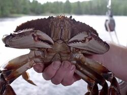 Close-up of a crab Stock Footage