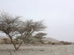Desert landscape Stock Footage