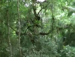 Rainforest interior, track through trees, Panama. Stock Footage