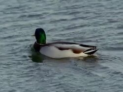 Green-headed Mallard Duck swims across peaceful blue water. Stock Footage
