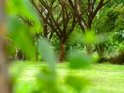 Park green lawn with Tree Tunnel Stock Footage