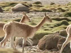MS Shot of group of Vicunia, Vicugna walking on altiplano in Andes mountains / San Pedro de Atacama, Norte Grande, Chile Stock Footage