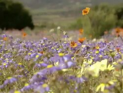 MS Shot of Common felicia and orange Namaqualand daisies stretching across flat land / Namaqualand, Northern Cape, South Africa Stock Footage