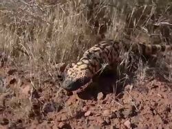Gila Monster walking across road Stock Footage