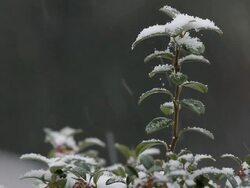 CU Snow on small tree during winter snowfall / Saarburg, Rhineland-Palatinate, Germany Stock Footage