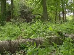 MS Shot of Red Fox (Vulpes vulpes) walking wood trunk / Calvados, Normandy, France Stock Footage