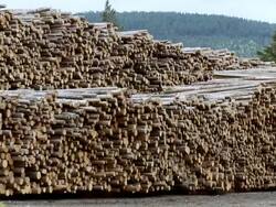 WS PAN ZO Pile of logs in rows / Near Williams Lake, British Columbia, Canada Stock Footage