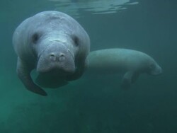 Manatee looks at camera, medium close up, Florida, North Atlantic Ocean  Stock Footage