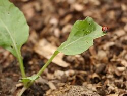 ladybug Stock Footage