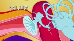 What Is Sound? Instructional Video