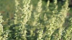 Blooming flowers of Hemp (cannabis) in the garden Stock Footage