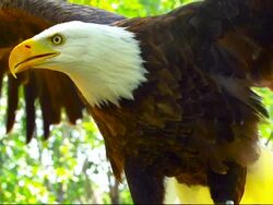 Bald Eagle, Flapping Wings Stock Footage