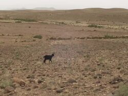 A single goat walks across the foreground terrain, as the background reveals dozens of animals crossing the expansive plains. Stock Footage