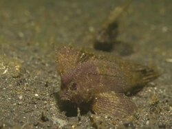 Cockatoo Wasp fish Pair, camouflage, medium close up, Indonesia  Stock Footage