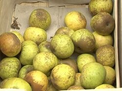 VOICED: Organic products take off in France News Clip