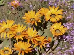 MS View of Orange gazania surrounded by tiny purple flowers buffeted by the wind / Namaqualand, Northern Cape, South Africa Stock Footage
