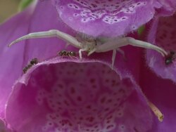 Crab spider (family Thomisidae) lurking beneath flower petals, ants passing by, UK Stock Footage