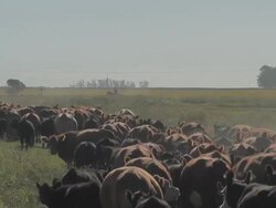 Herd of Cattle Stock Footage