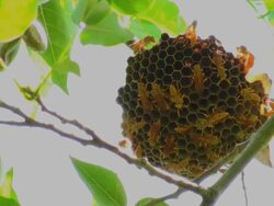 Extreme close up of some industrious wasps building their nest Stock Footage
