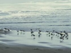 MS TS SLO MO Shot of large flock of baby seagulls flee incoming wave and flying on ocean coast / Astoria, Oregon, United States  Stock Footage