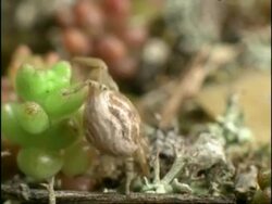 Green Tiger Beetle (Cicindela campestris) and Crab Spider (Thomisus onustus) sequence, UK Stock Footage