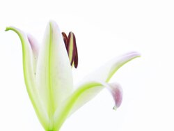 Lily Flower Blooming ; Time Lapse Stock Footage