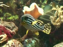 Tropical fishes Stock Footage