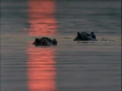 MCU Two Common Hippopotamus peering out of water, pink sunset reflecting in water, Mana Pools, Zimbabwe Stock Footage