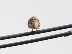 Zebra Dove Stock Footage