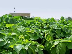 Bush potatoes Stock Footage