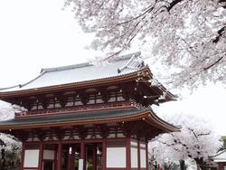 MS Cherry blossoms infront of Ikegami Honmon-ji temple / Ota, Tokyo, Japan Stock Footage