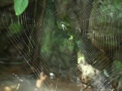 Spider on spiderweb. Stock Footage