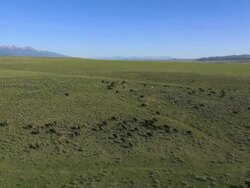 WS AERIAL PAN View of Bisons on open grass / Westclife, Colorado, United States Stock Footage