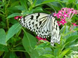 Butterfly collecting nectar from flower Stock Footage