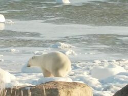  MS TS Polar bear standing on his two leg then walking in  snow / Churchill, Manitoba, Canada Stock Footage